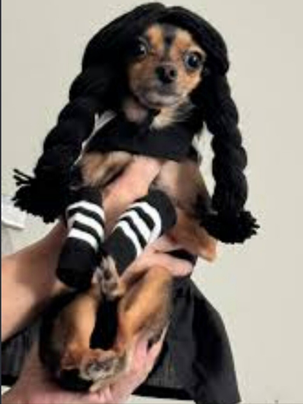 Wednesday Addams Pet Costume Brand New For Small Dogs